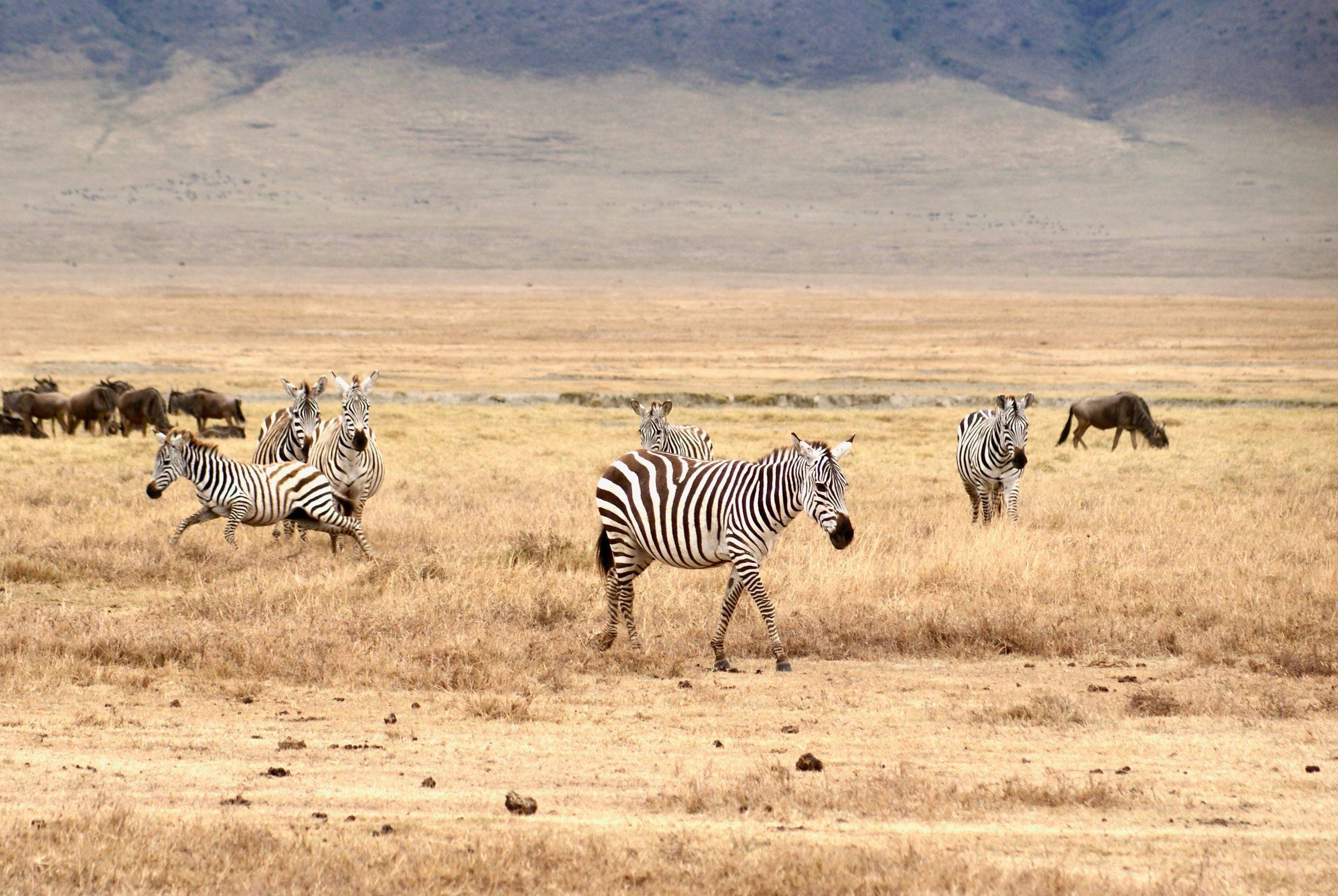 Zebras and wildebeest grazing on open plains in northern Tanzania