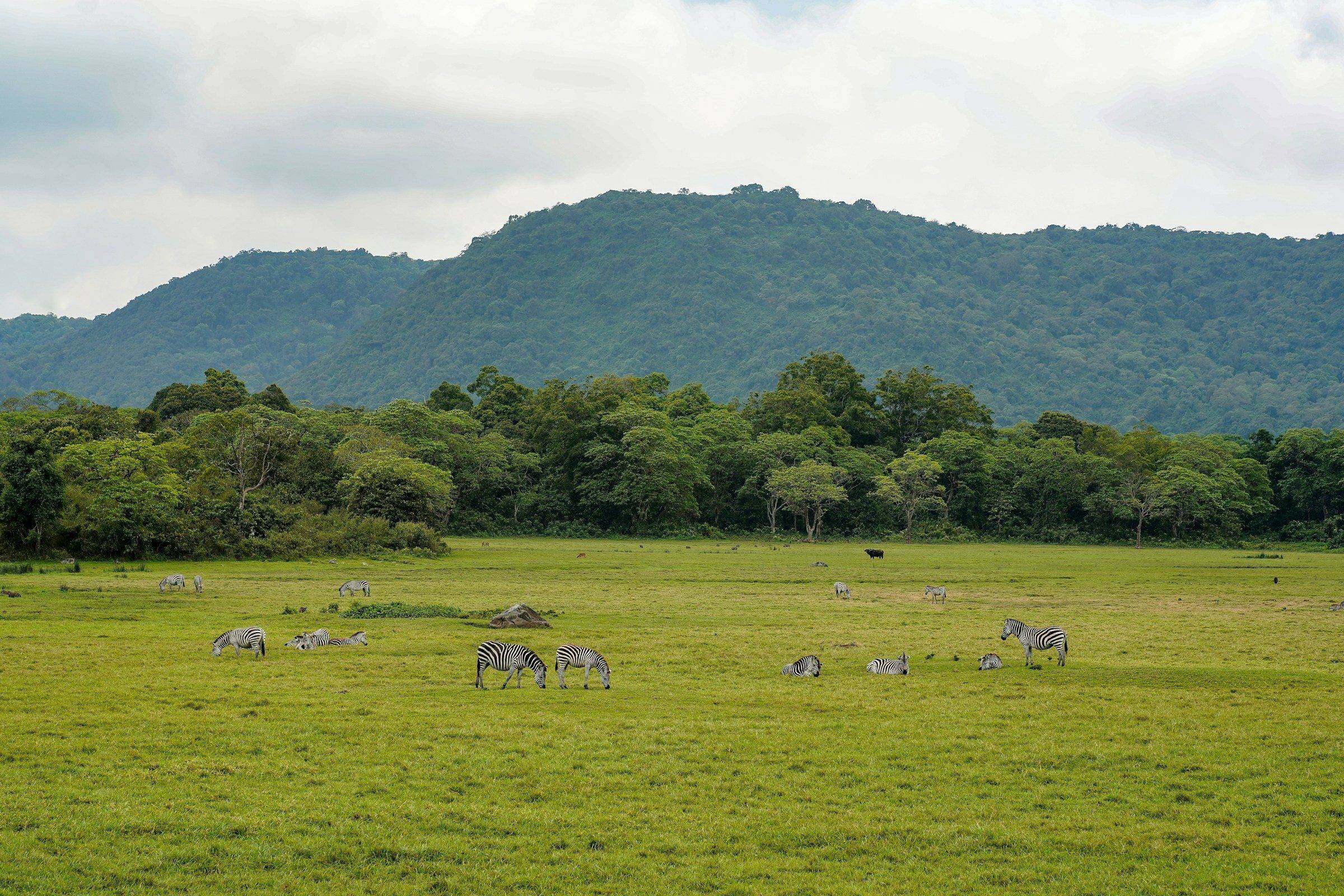 Zebras grazing on a green meadow below forested hills near Arusha, Tanzania