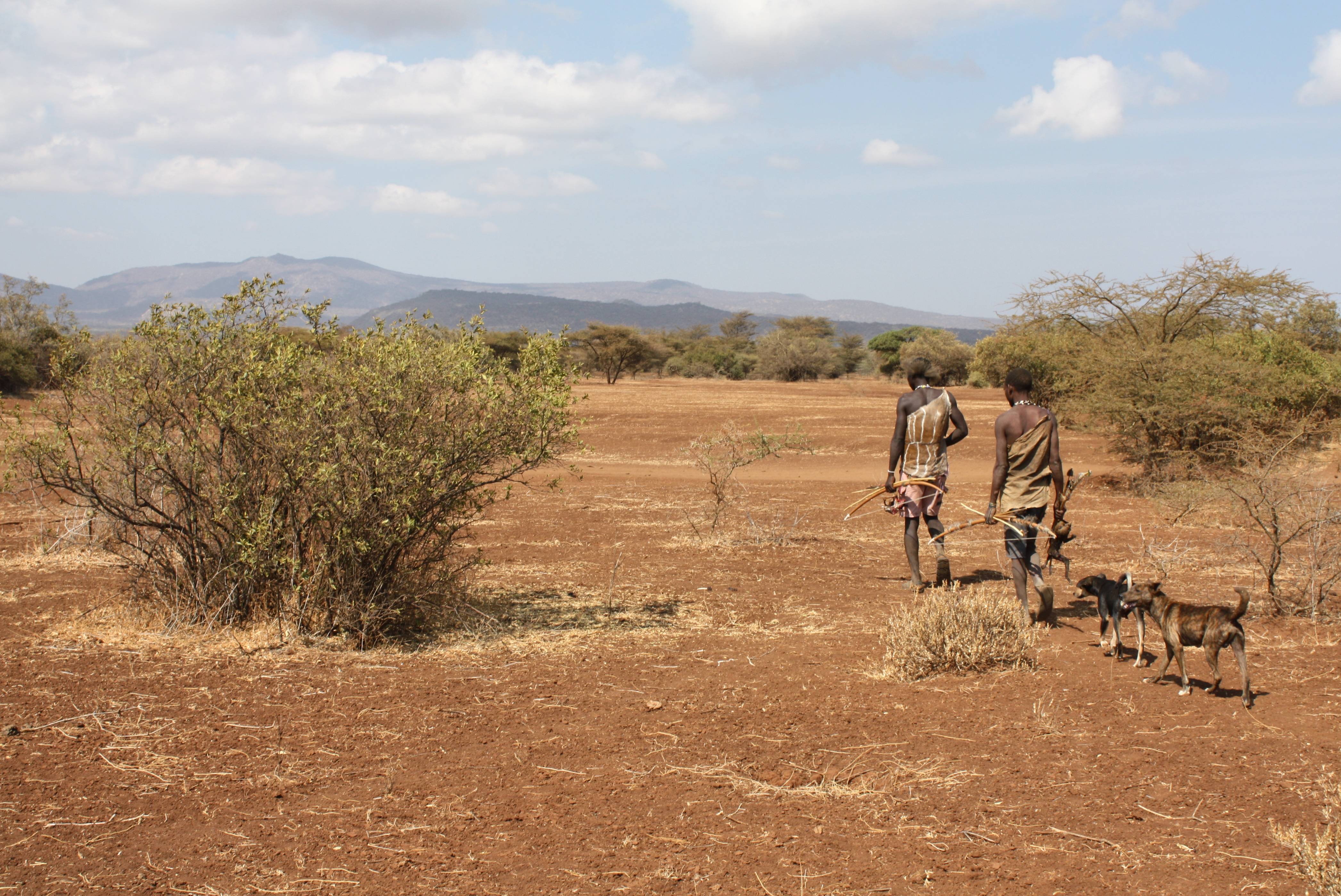 Two Hadzabe hunters walking home with bows near Lake Eyasi, Tanzania