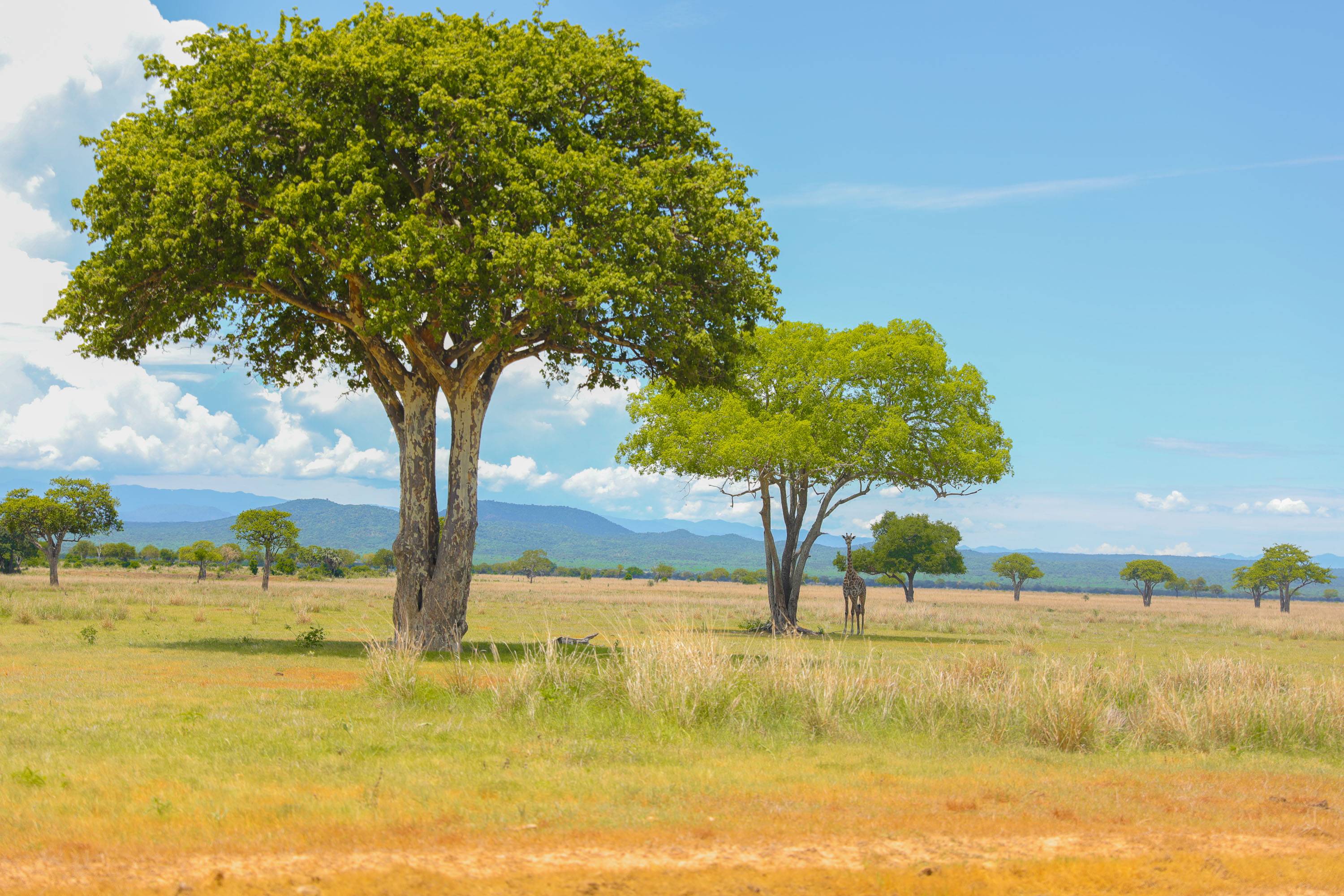 A giraffe under an acacia in Mikumi National Park, Tanzania