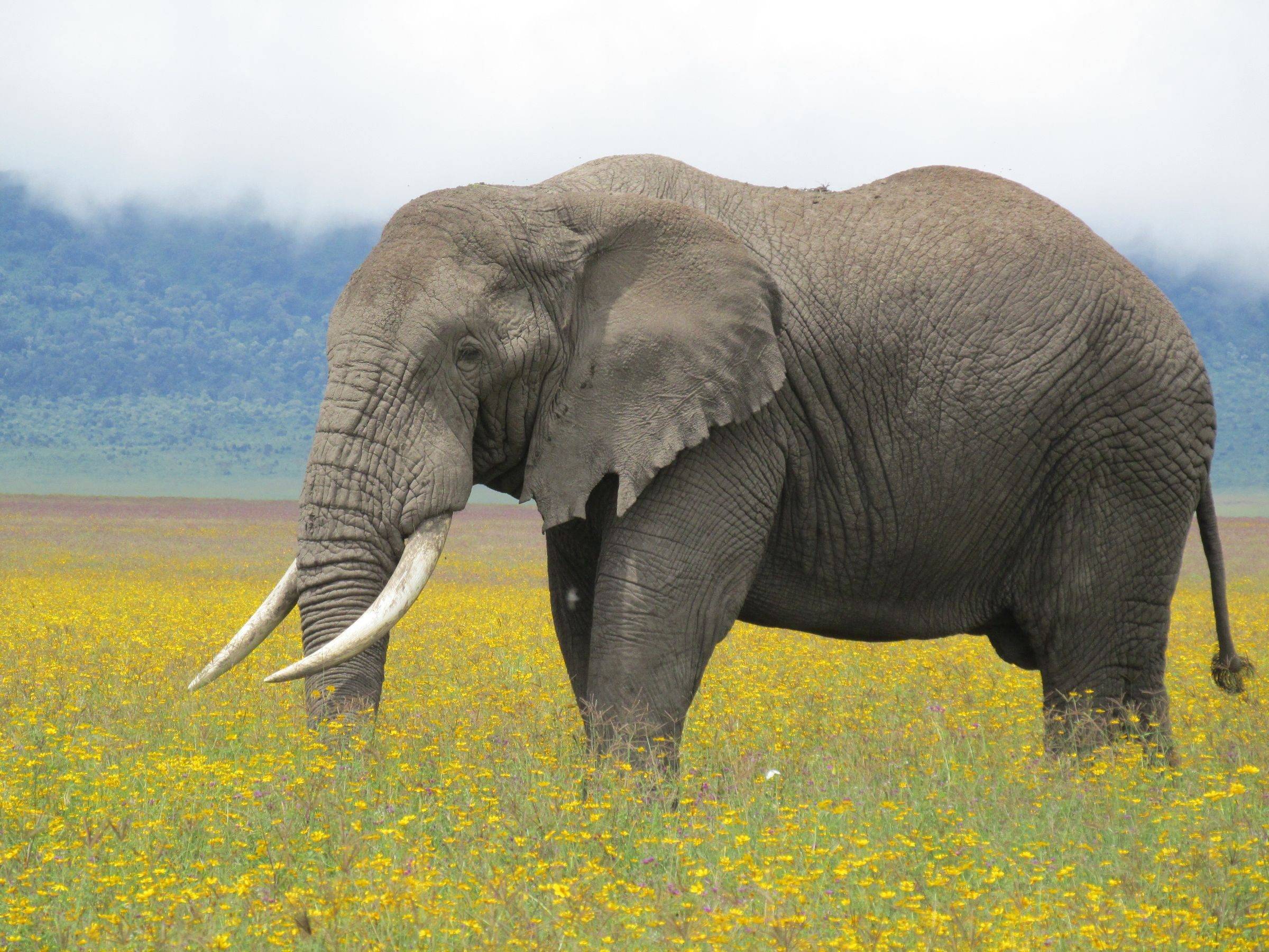 An elephant in a meadow of yellow flowers in the Ngorongoro area, Tanzania