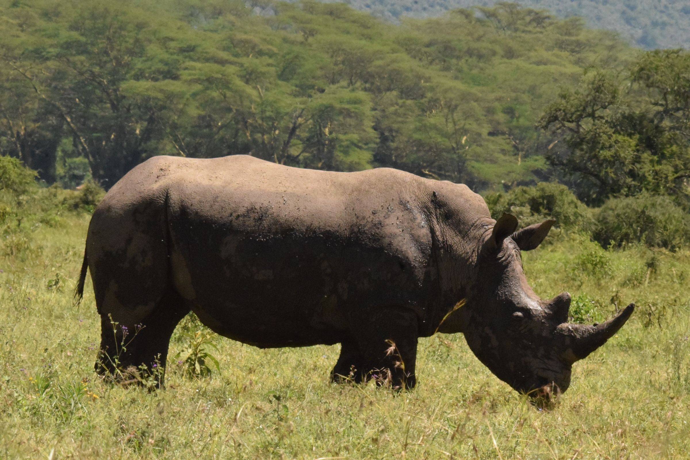 A rhino grazing on open grassland, Tanzania