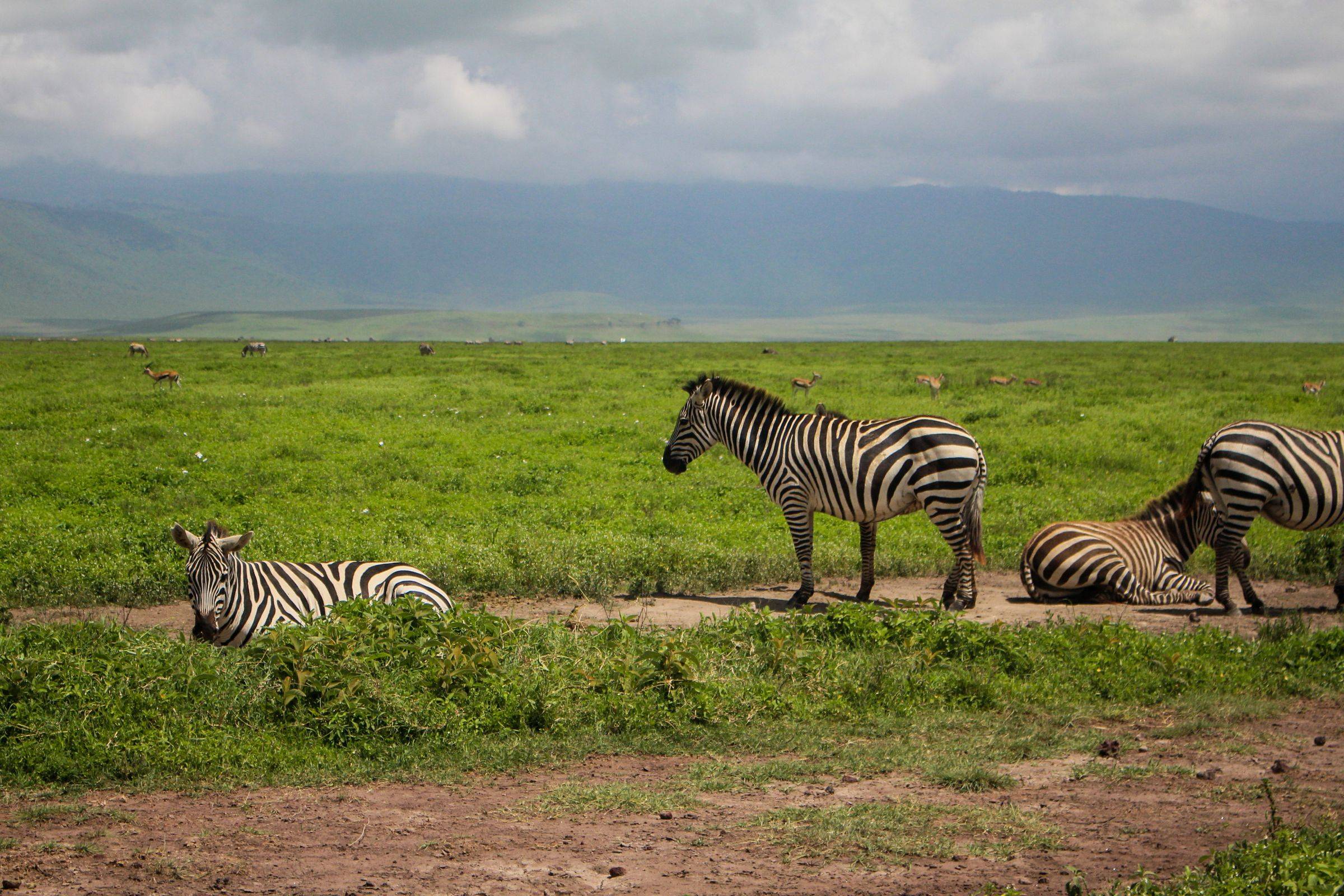 Zebras grazing on the Ngorongoro Crater floor, Tanzania