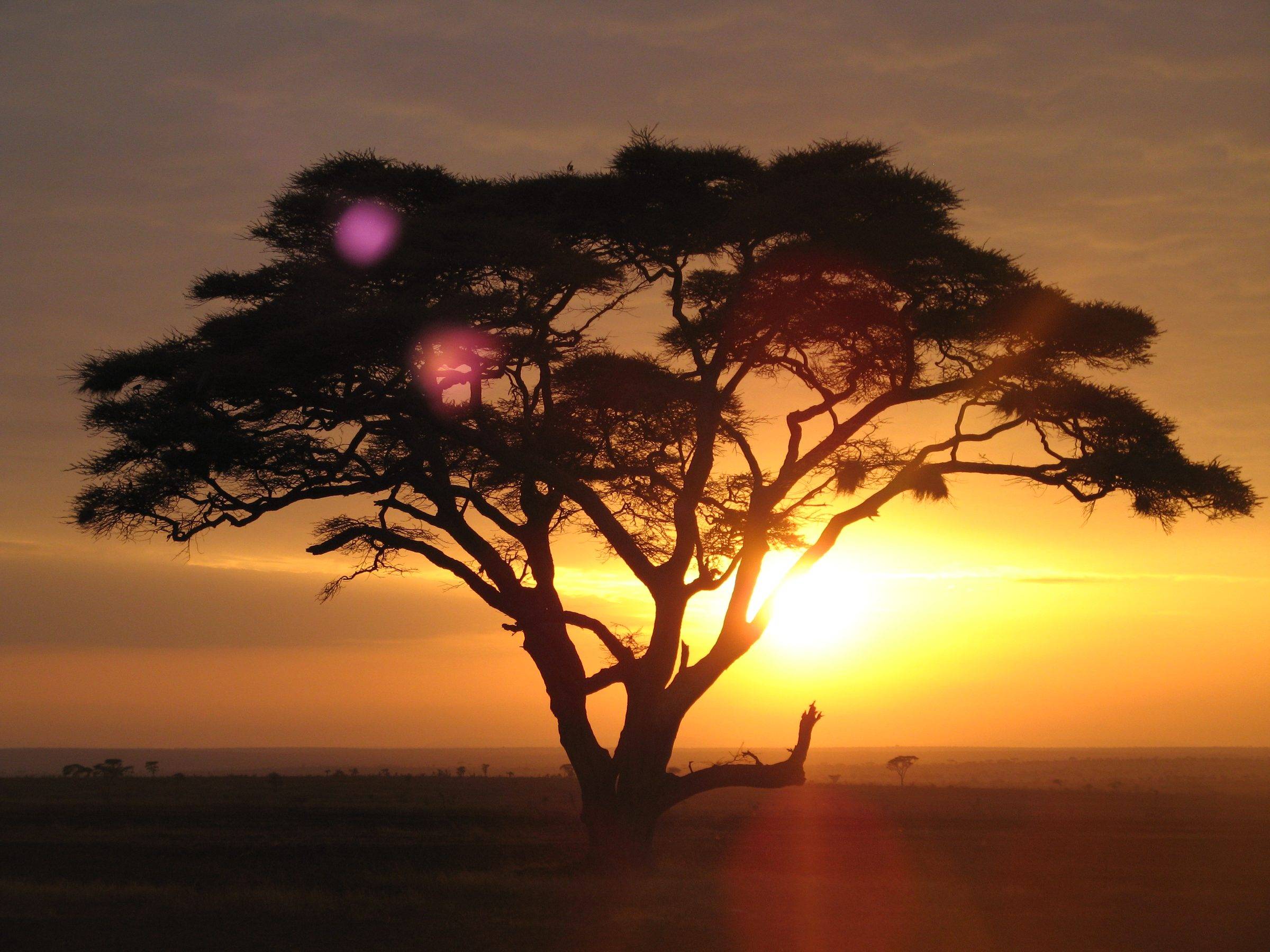 An acacia tree silhouetted at sunrise in Serengeti National Park, Tanzania