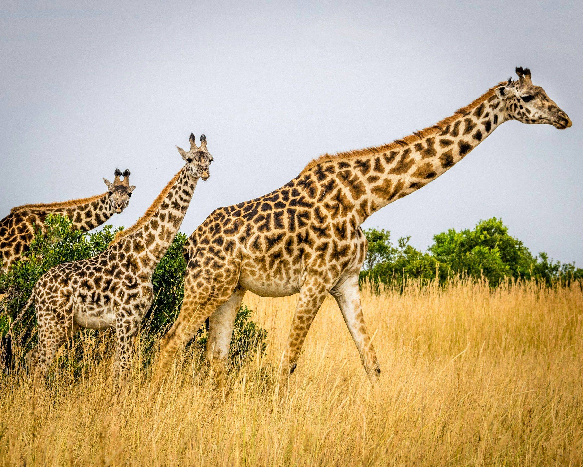 A group of giraffes in golden grass, Serengeti, Tanzania