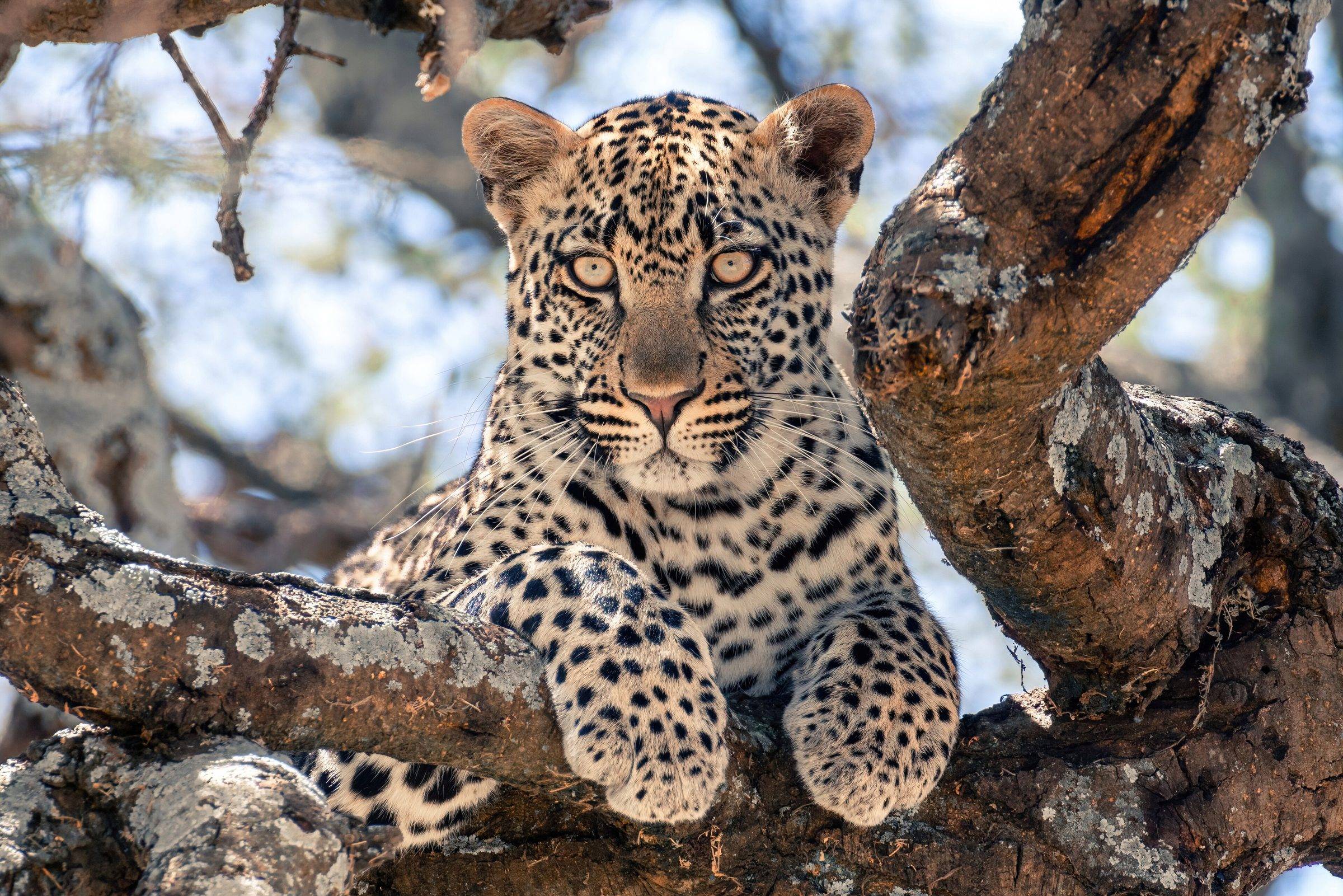 A young leopard in a tree in Serengeti National Park, Tanzania
