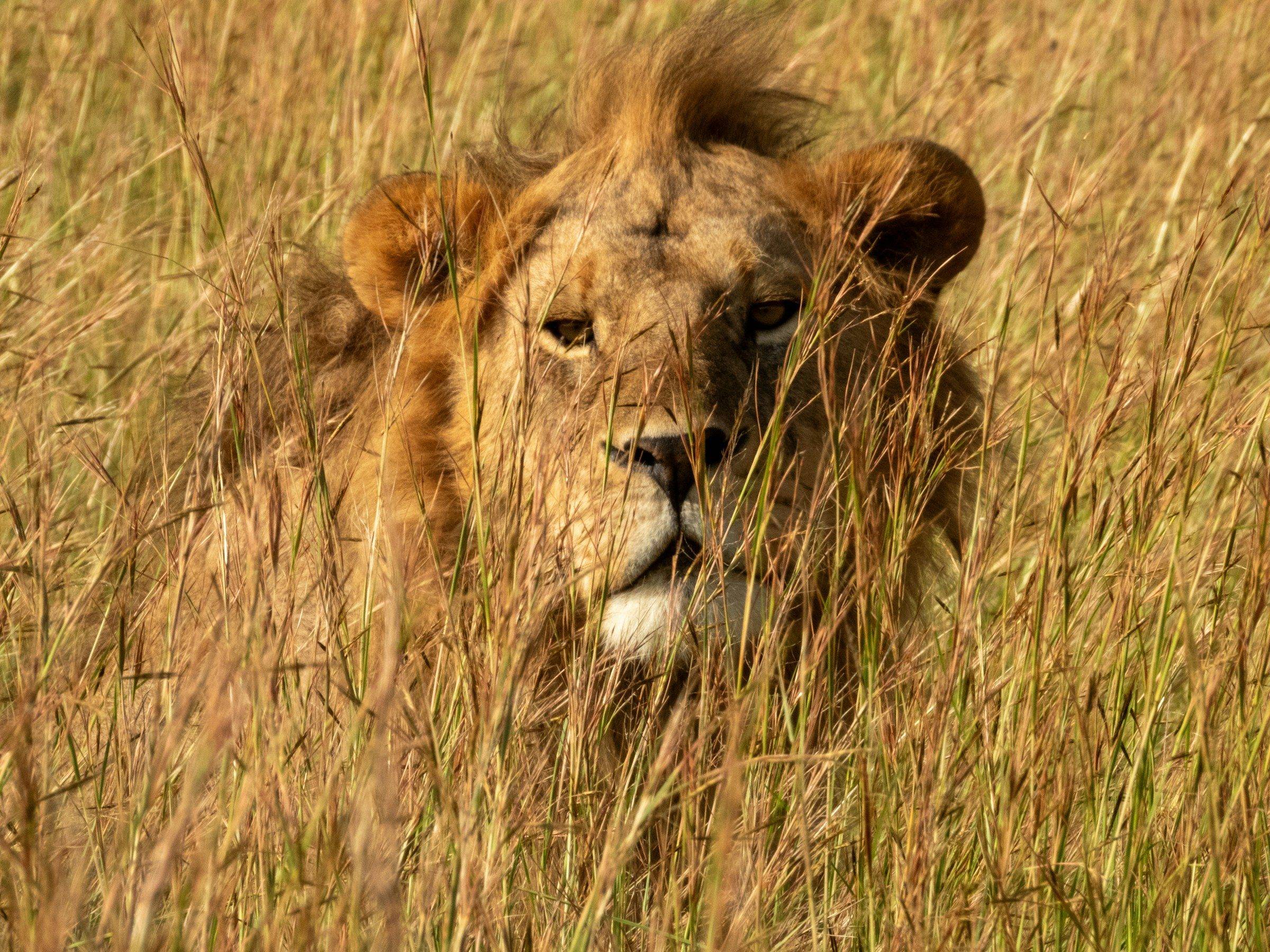 A male lion in tall grass, Serengeti, Tanzania