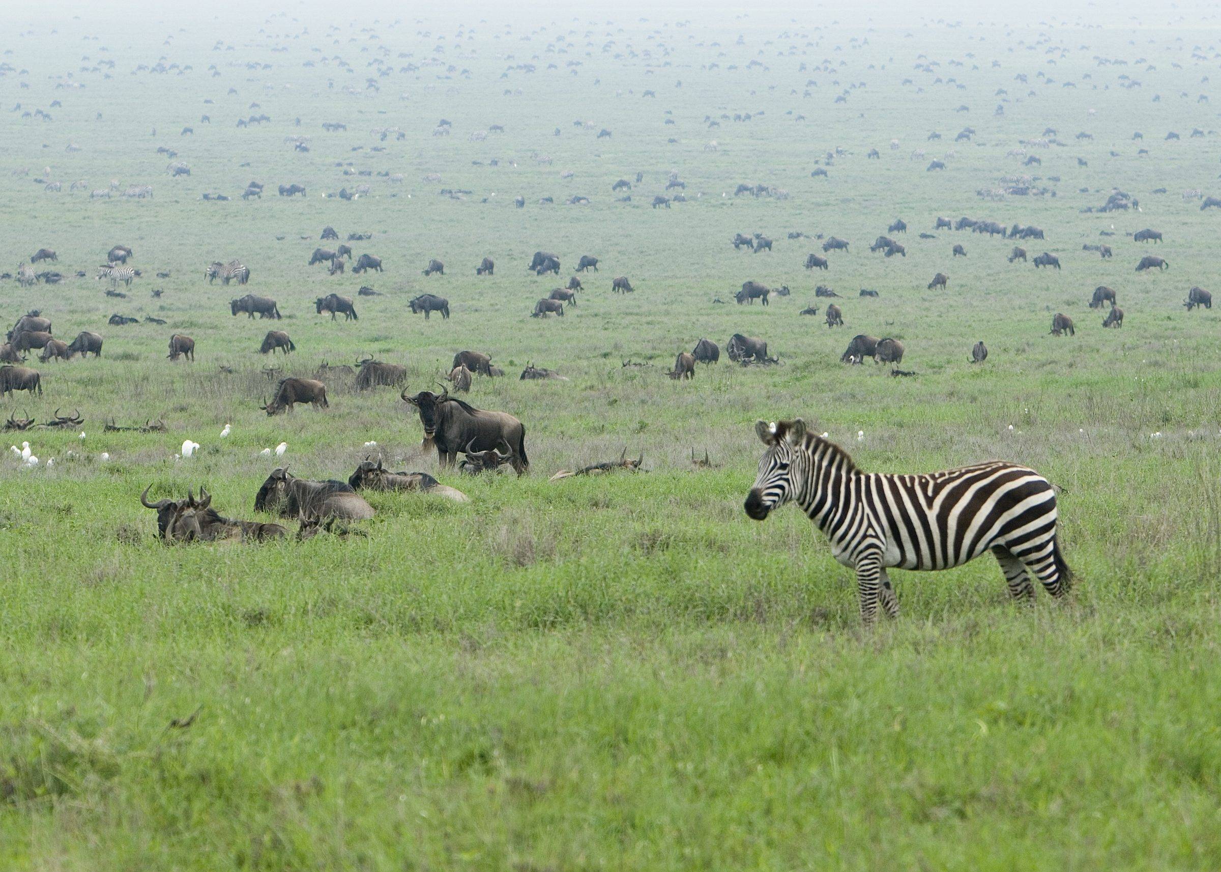 Zebras and wildebeest of the migration in Serengeti National Park, Tanzania