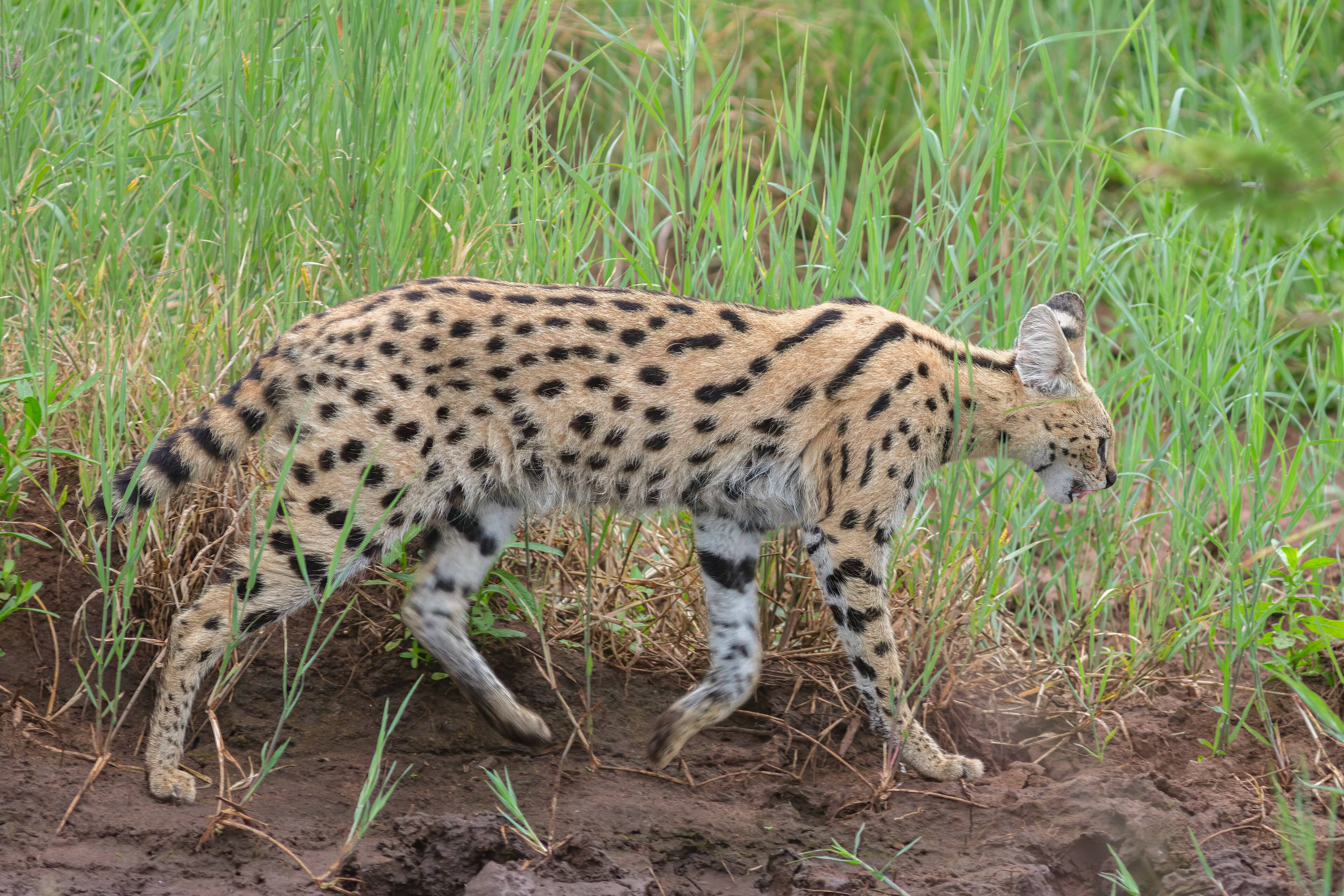 A serval cat in the grass, Tanzania